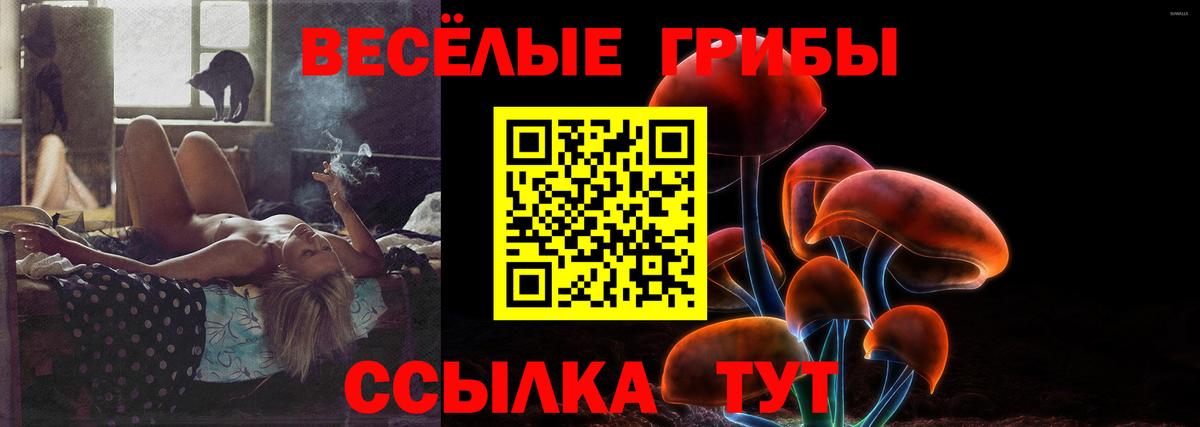 Псилоцибиновые грибы Psilocybe Междуреченск